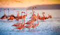 Miniatyrbild 2 av 11: SKÄRBRÄDA I GLAS 52x30 FLAMINGO
