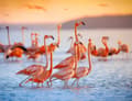 Miniatyrbild 2 av 11: SKÄRBRÄDA I GLAS 52x40 FLAMINGO BEACH