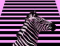 Miniatyrbild 2 av 11: SKÄRBRÄDA I GLASPLATTA 52x40 ZEBRA
