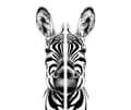 Miniatyrbillede 2 af 11: GLAS SKÆREBRÆT 2x 30x52 ZEBRA