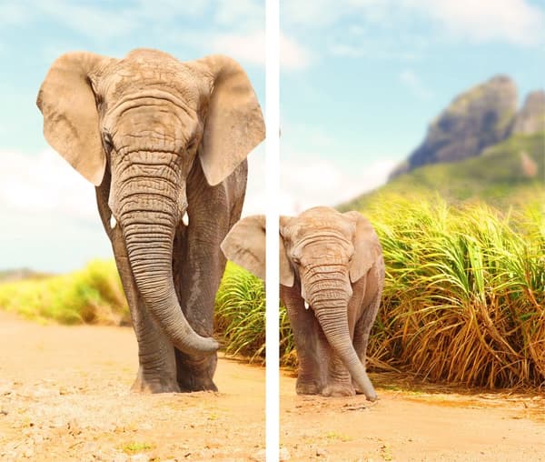 GLAS SKÆREBRÆT 2x 30x52 ELEFANT