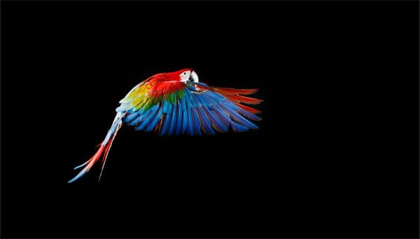 SKÄRBRÄDA I GLAS 52x30 PARROT