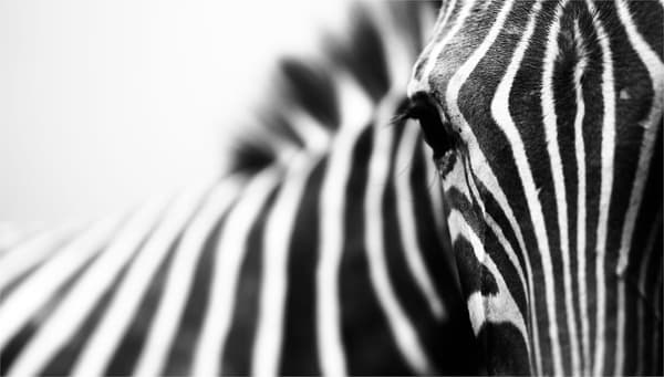 SKÄRBRÄDA I GLASPLATTA 52x30 ZEBRA