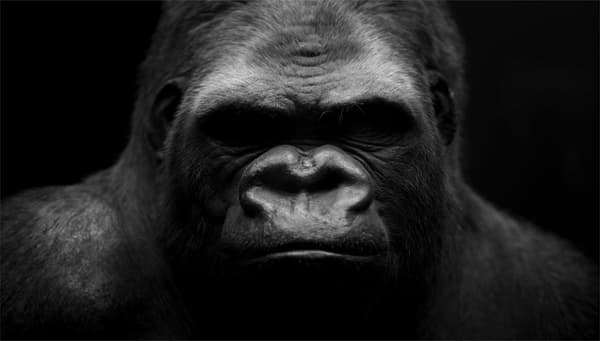 LASILEIKKUULAUTA 52x30 GORILLA