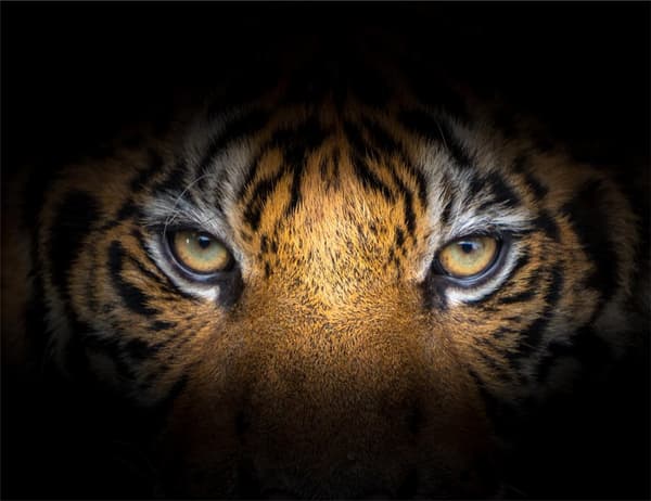 GLAS SKÆREBRÆT 52x40 TIGER