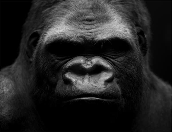 SKÄRBRÄDA I GLAS 52x40 GORILLA