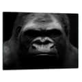 Miniatyrbild 1 av 11: SKÄRBRÄDA I GLAS 52x40 GORILLA