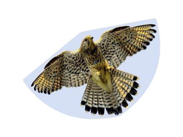 Paul Günther 1230 - Children's Kite With Falcon Motif, Single-Line Kite