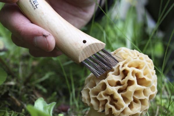 OPINEL NO 08 CHAMPIGNONS, svampkniv Opinel