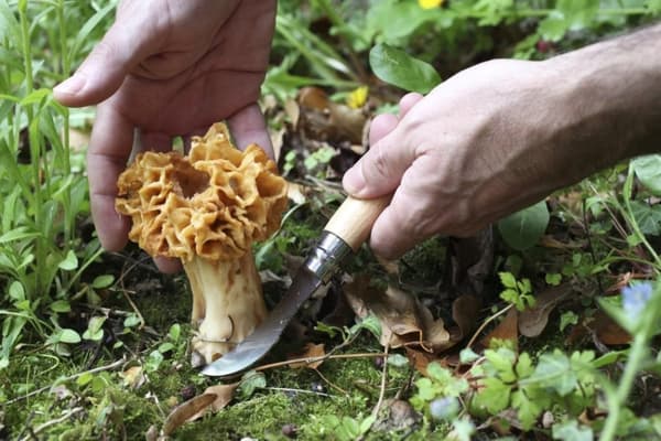 OPINEL MUSHROOM KNIFE OAK WOOD+SHEAT GIFT BOX, Opinel svampkni med fodral