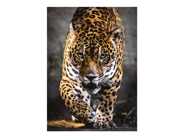 Clementoni High Quality Collection Animals - Walk of the Jaguar - pussel - 1000 delar