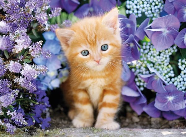 Clementoni High Quality Collection - Ginger Cat - puslespill - 500 deler