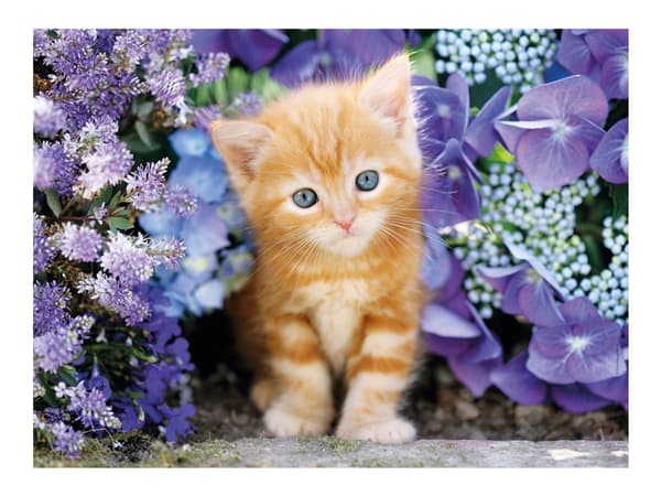 Clementoni High Quality Collection - Ginger Cat - puslespill - 500 deler