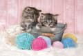 Miniatyrbilde 2 av 5: Clementoni Sweet Kittens, 104 stykker, Fauna, 6 år