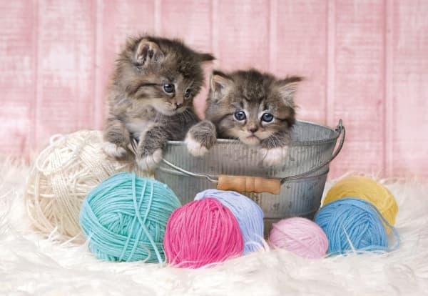 Clementoni Sweet Kittens, 104 stykker, Fauna, 6 år