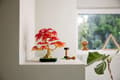 Miniatyrbild 4 av 7: LEGO® Botanicals Bonsaiträd: japansk lönn 10348