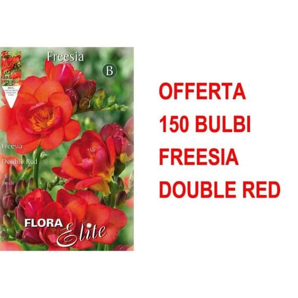 ERBJUDANDE 150 BULBI FREESIA DUBBEL RÖDA LÖKOR