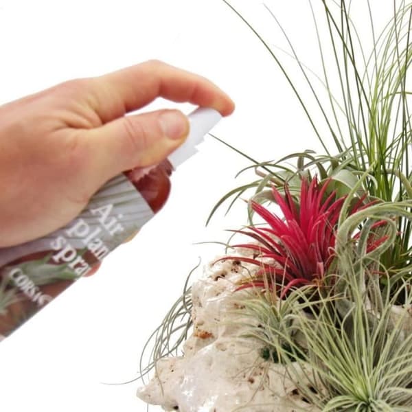 Tillandsia gödsel - färdig att blanda i sprayflaskan - 150ml