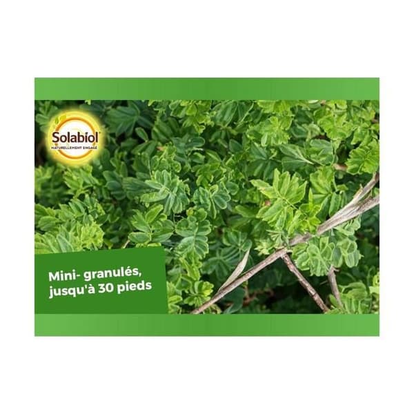 SOLABIOL SOCONY15 Gödselmedel för barrträd och prydnadsbuskar 100 % ekologiskt | Långvarig verkan, 1,5 kg
