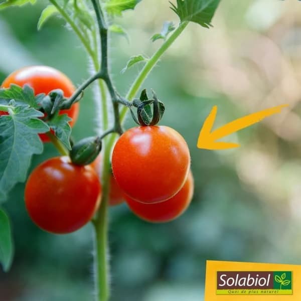 SOLABIOL Tomatgödsel - 750 g