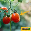 Miniatyrbild 4 av 6: SOLABIOL Tomatgödsel - 750 g