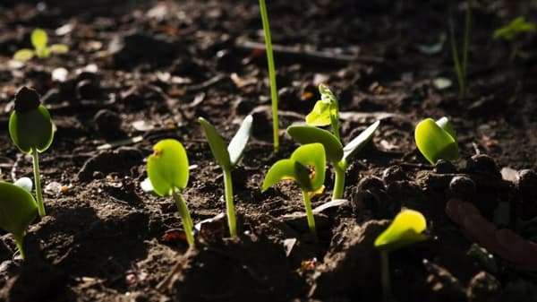 Florovit naturlig hönsgödsel granulerad hönsgödsel 5 l