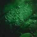 Miniatyrbild 2 av 4: Biopon Leaf Shine för växter, blommor, 250 ml spray