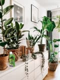 Miniatyrbillede 5 af 5: Mineralgødningsgel til potteplanter 250ml