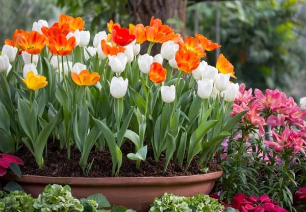 Biohumus EKO gödselmedel för blommande växter 1 l