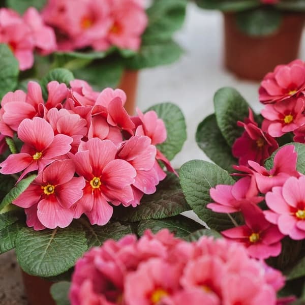 Biohumus EKO gödselmedel för blommande växter 1 l