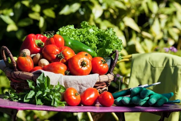 Torkad Kurzak naturlig gödselgödsel effektiv 10l