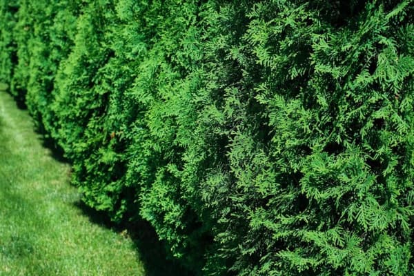 Hortifoska-lannoite havupuille, terveellinen värjäys 10 kg