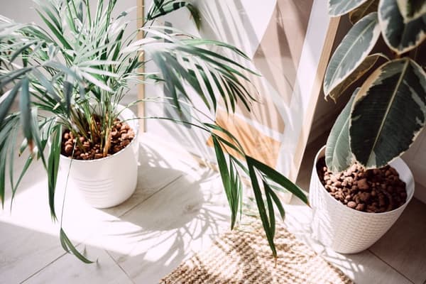 Jordsubstrat för yucca- och dracaenapalmer 5L