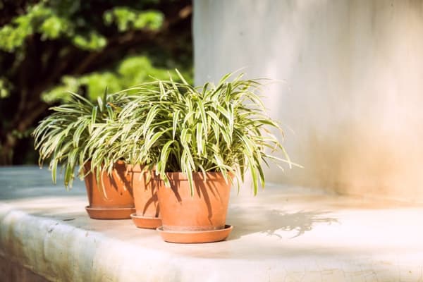 Jordsubstrat för yucca- och dracaenapalmer 5L