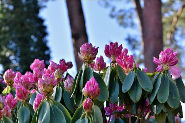 Sumin Rhododendrongödselmedel 1 kg