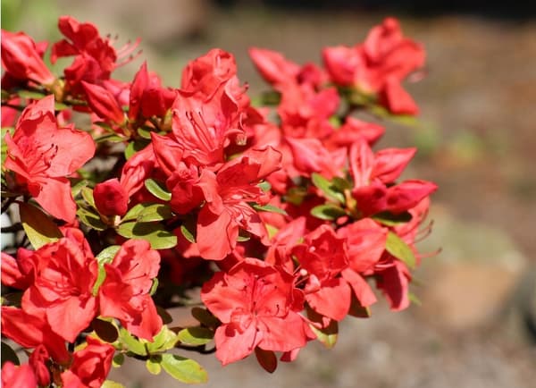 Sumin Rhododendrongödselmedel 1 kg