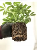 Pikkukuva 4 / 8: SUMIN MONIROOTS JUURISTUSTUOTE 100ml