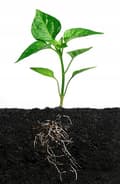 Pikkukuva 2 / 8: SUMIN MONIROOTS JUURISTUSTUOTE 100ml