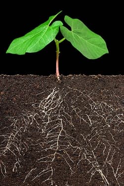 SUMIN MULTIROOTS ROOTING 20ml