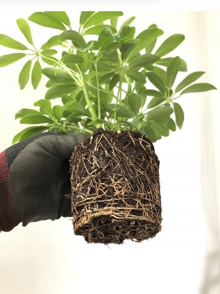 SUMIN MULTIROOTS ROOTING 20ml