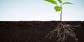 Miniatyrbild 5 av 8: SUMIN MULTIROOTS ROOTING 20ml
