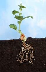 SUMIN MULTIROOTS ROOTING 20ml