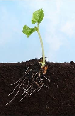 SUMIN MULTIROOTS ROOTING 20ml