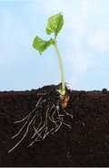 Miniatyrbild 7 av 8: SUMIN MULTIROOTS ROOTING 20ml