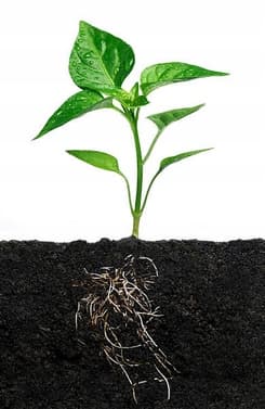 SUMIN MULTIROOTS ROOTING 20ml