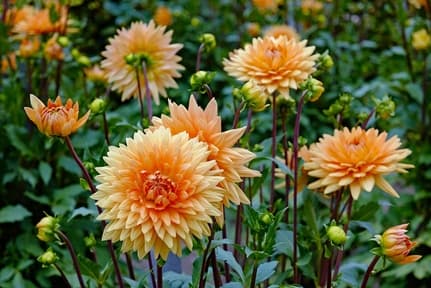 Sumin gödselmedel för trädgårdsblommor 1 kg