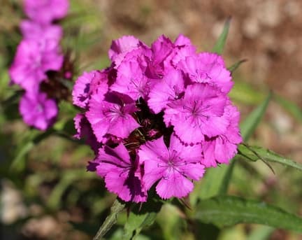 Sumin gödselmedel för trädgårdsblommor 1 kg