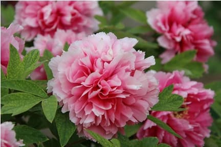 Sumin gödselmedel för trädgårdsblommor 1 kg