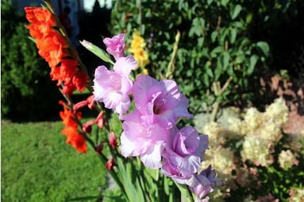 Sumin gödselmedel för trädgårdsblommor 1 kg