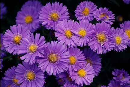 Sumin gödselmedel för trädgårdsblommor 1 kg